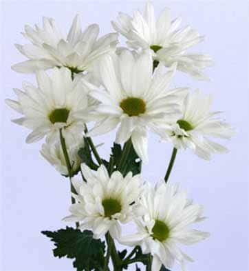 Daisy Poms - Chrysanthemum